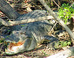 Saltwater Crocodile, 